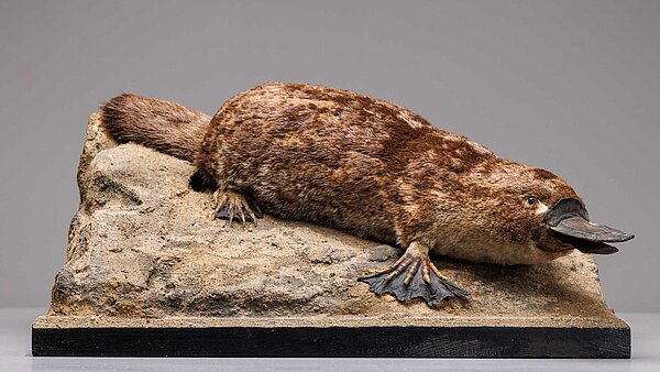 Das Schnabeltier, Foto 2024